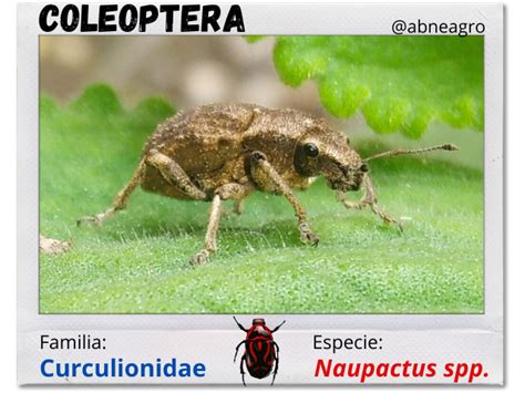 Hablemos Sobre Escarabajos De La Familia Curculionidae Hive