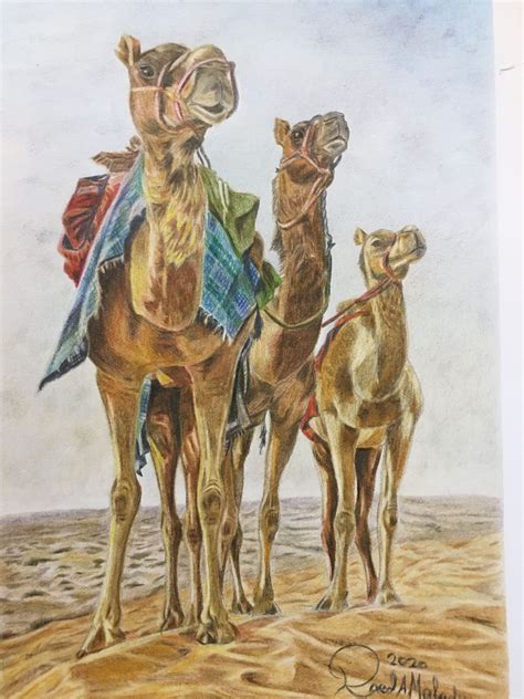 Realistic Painting For Camels With Colored Pencil