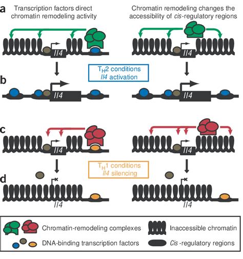 Reciprocal Regulation Of Transcription Factor Binding And Chromatin