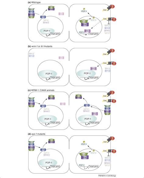 Two S Or Not Two S Regulation Of Asymmetric Division By Catenin