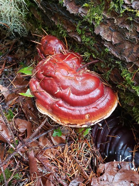 Oregon Reishi Liquid Culture Ganoderma Oregonense Choose 3 Etsy