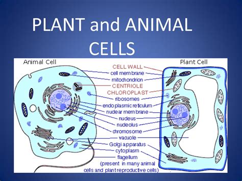 Animal Cell Membrane Labeled - Animal Cell / Feb 15, 2020 · animal cell ...