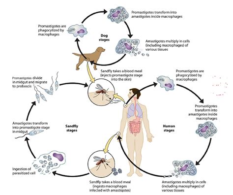 Parasitology 18 Canine Tick Borne Diseases Diagram Quizlet