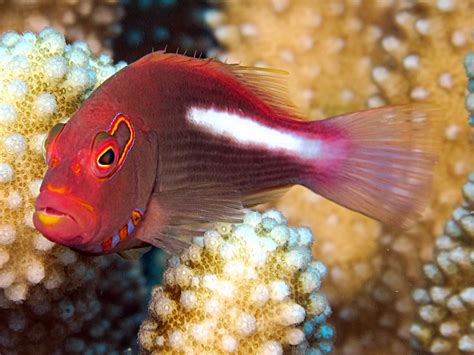 Arc Eye Hawkfish Paracirrhites Arcatus Yap Micronesia Photo 3