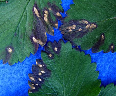 Leaf Spot Of Strawberry Vegetable Pathology Long Island