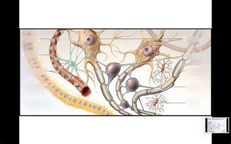 Neuroglia Of The Cns Diagram Quizlet