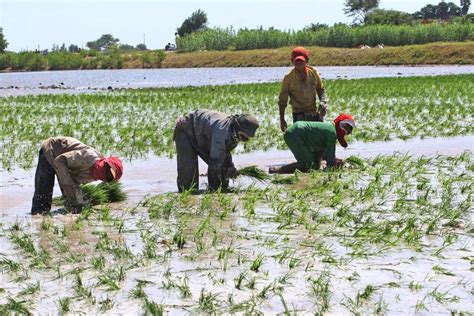 Alerta en la zona norte cultivos de arroz maíz yuca y otros en