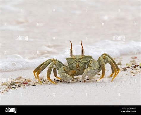 Horned Ghost Crab Hi Res Stock Photography And Images Alamy