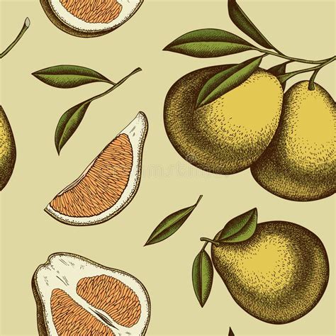 Citrus Seamless Pattern Background Design Engraved Style Hand Drawn