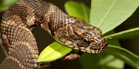 Northern Water Snake | National Wildlife Federation