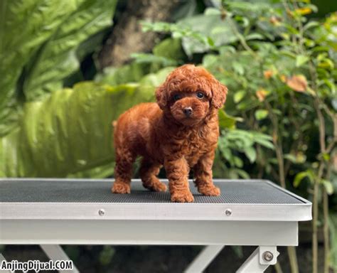 For Sale Puppy Tiny Super Red Female Fawn Toy Poodle Di Jakarta