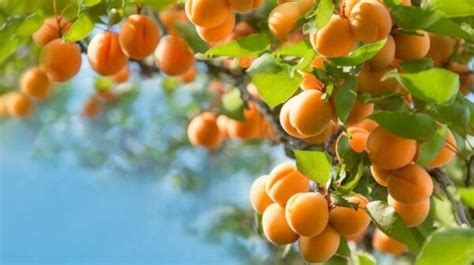 11 Best Fruit Trees To Grow In Montana 2023 Guide The Gardening Dad