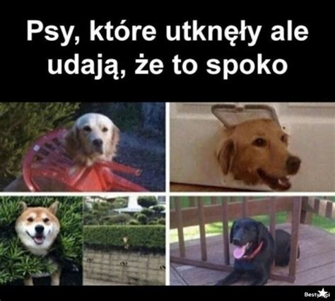 Najlepsze Memy O Zwierz Tach S Odkie Zabawne Radosne Psy Koty I