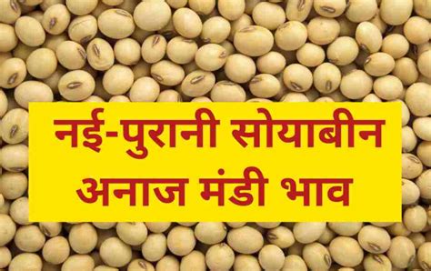 Soybean Rate Today 03 10 2023। मध्य प्रदेश महाराष्ट्र राजस्थान मंडी में आज का सोयाबीन मंडी भाव