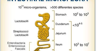 Functional Wisdom...healthy updates from Dr. Jill!: Healthy Gut ...