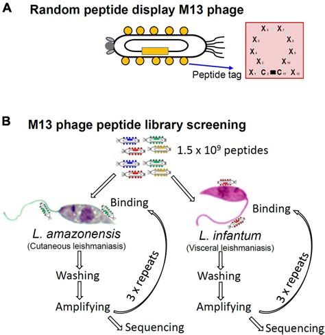 Frontiers Peptide Selection Via Phage Display To Inhibit Leishmania