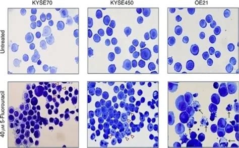 WHAT IS CELL DEATH? - Pathosomes 
