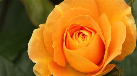 13 Beautiful Orange Rose Varieties For Vibrant Garden Color