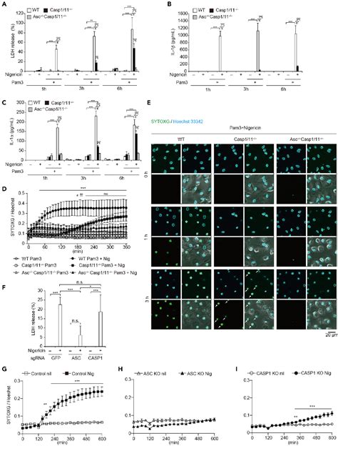 Figure 1 From Gsdme Dependent Incomplete Pyroptosis Permits Selective