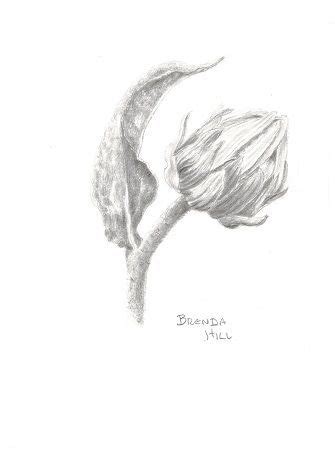 Dandelion Flower Graphite By Brenda Hill Floral Drawing Dandelion