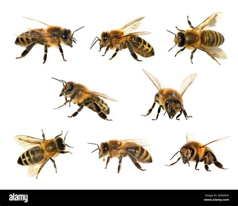 Gruppo Di Api O Di Api In Latino Apis Mellifera Europeo O Occidentale