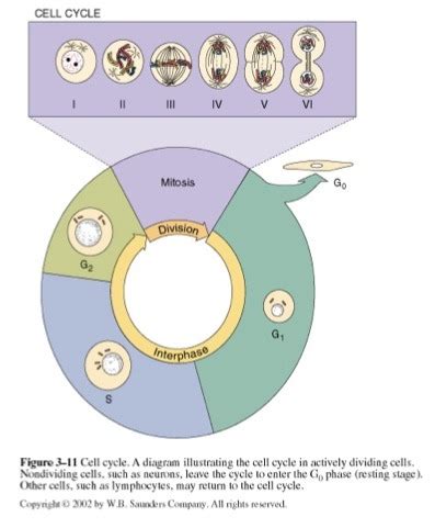 Mitosis And Meiosis Flashcards Quizlet