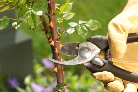 How To Clean Pruning Shears To Avoid Spreading Plant Diseases And Pests