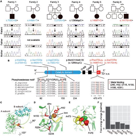 Figure From Loss Of Function And Gain Of Function Mutations In Ppp Ca