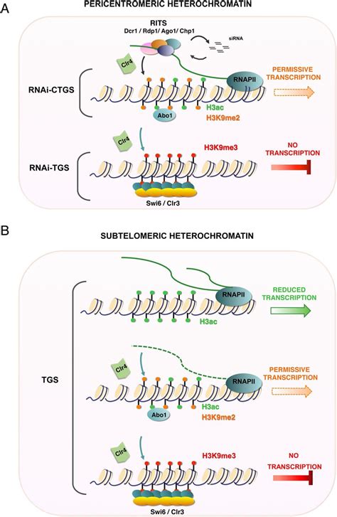 Model Of The Proposed Role Of Abo In Heterochromatin In S Pombe