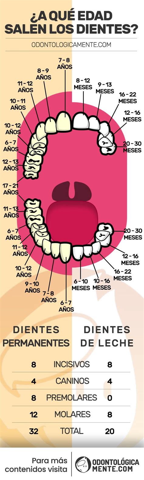 A qué edad salen los dientes Infografía Odontologicamente