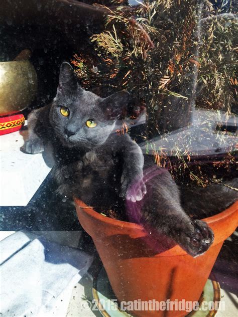 Wordless Wednesday Nude In A Pot Cat In The Fridge