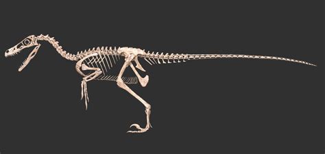 ArtStation - Velociraptor skeleton by.Vitamin Imagination, Vitamin ...