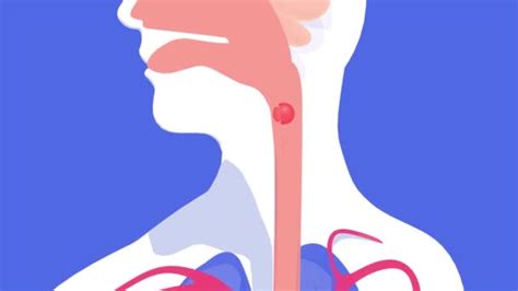 Schematic Animation Course Digestion Human Digestive System Mouth ...