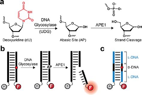 A Initial Steps Of BER A Lesion Specific DNA Glycosylase UDG Shown