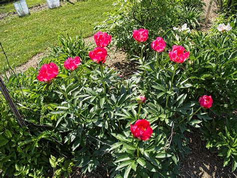 Paeonia Salmon Glow Xpeony F Paeonia Salmon Gl Flickr