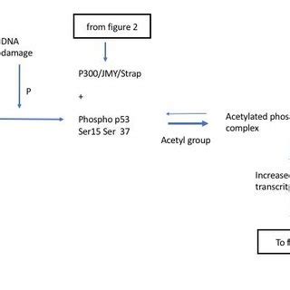 Model Of Jmy Mediated Co Ordination Between Cell Motility And DNA