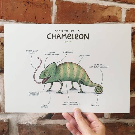 Anatomy of A Chameleon A4 Signed Print - Etsy