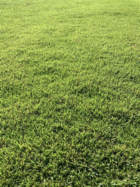 Meyer Zoysia Riverside Turf Inc