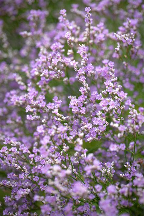 Limonium Latifolium Seeds £295 From Chiltern Seeds Chiltern Seeds