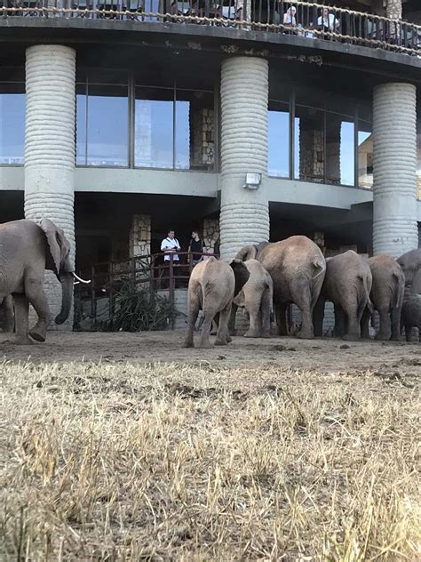 Days Tsavo East Taita Hills Saltlick Lodge Marco Polo Safaris