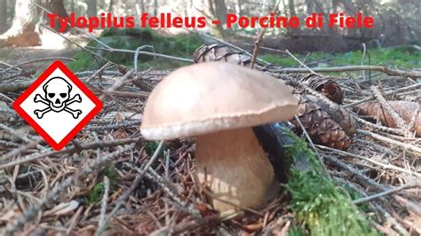 Porcino Fake Porcino Del Fiele Il Tylopilus Felleus Youtube