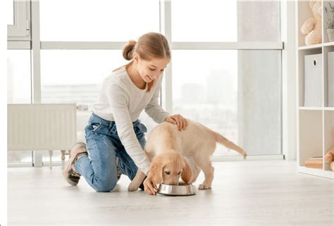 Quantas Vezes Por Dia O Cachorro Deve Comer