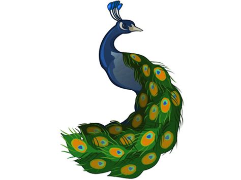 Peacock Cartoon Images Clipart Best