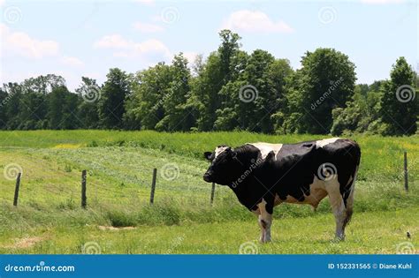 Breeding Black and White Holstein Bull Standing in the Field Stock Image - Image of field ...