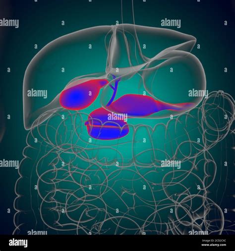 V Sicule Biliaire Syst Me Digestif Humain Anatomy For Medical Concept