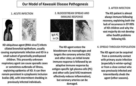 Frontiers The Epidemiology And Pathogenesis Of Kawasaki Disease