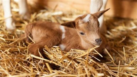 Want To Snuggle A Baby Goat Virginia Farm Is Giving You That Chance