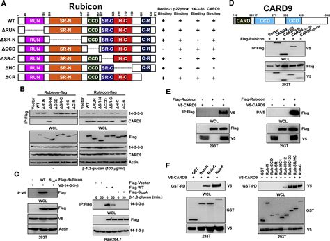 The Autophagy Regulator Rubicon Is A Feedback Inhibitor Of CARD9