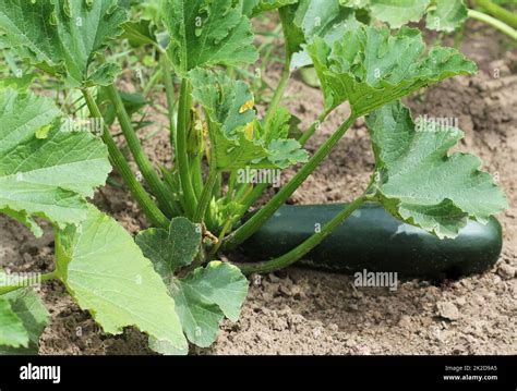 Zucchini Plant In Vegetable Garden Growing Stock Photo Alamy