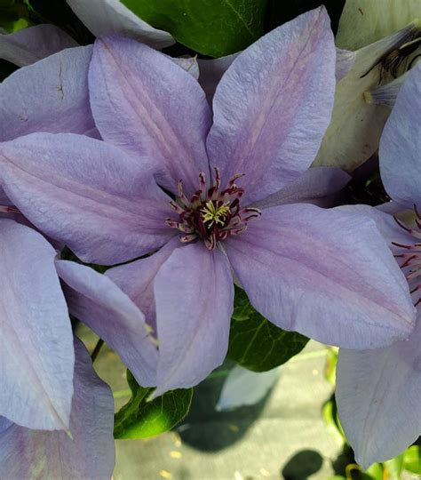 Clematis X Boulevard® Bernadine™ Bernadine™ Clematis From Prides Corner